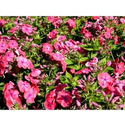 Phlox Paniculata 'Coral Flame'