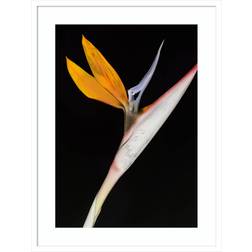 Joss & Main Bird Of Paradise White Framed Art 25x33"