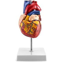 Qwork Human Heart Model, Anatomically Accurate Numbered 2-Part Life Size Heart Medical Model with 34 Anatomical Structures, Held Together with Magnets on Base