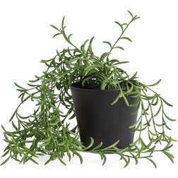 Habitat Medium Trailing Fern Artificial Plant
