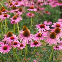 Thompson & Morgan Echinacea Purpurea 1 Litre Potted Plant x 1