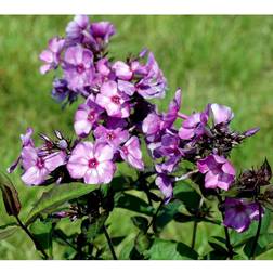 Phlox Paniculata 'Blue Paradise' Staude