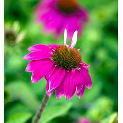 Echinacea Pure .'Wild Berry'