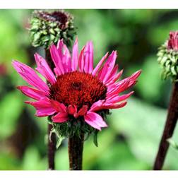 Echinacea Pure. 'Fatal Attraction'