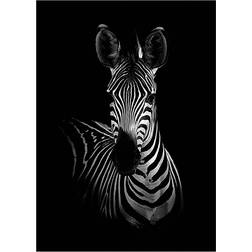 Daells Bolighus The Zebra Black/White Plakat 50x70cm