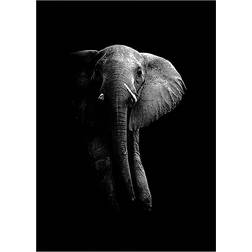 Daells Bolighus Elephant Black/Grey Plakat 30x40cm