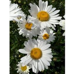 Leucanthemum 'Becky' Staude