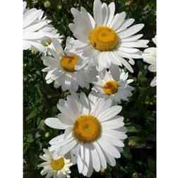 Leucanthemum 'Becky'