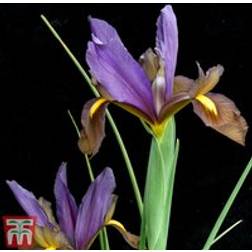 Thompson & Morgan Iris Reticulata Purple Hill 25 Bulbs