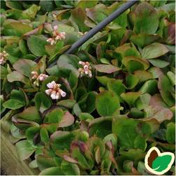 Kæmpestenbræk Baby Doll Bergenia hybrid Baby Doll Potteplante