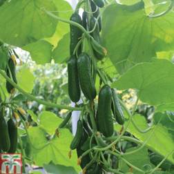 Thompson & Morgan Cucumber Nimrod 1 Seed Packet (4 Seeds) One Size