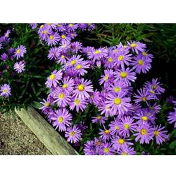 Aster Dumosus 'Early Blue' Staude
