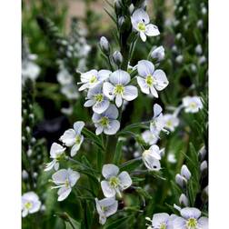 Veronica Gentianoides 'Robusta' Staude