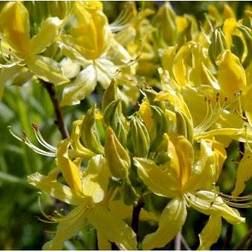 Rhododendron Luteum / Pontica Potteplante