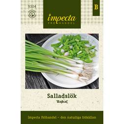 Salladslök Bajkal