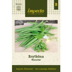 Impecta Brytböna Mascotte