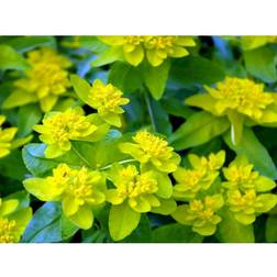 Euphorbia Polychroma Staude