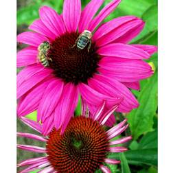 Echinacea Purpurea 'Rubinstern' Staude
