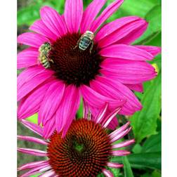 Echinacea Purpurea 'Rubinstern'