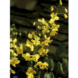 Epimedium Perralchicum 'Frohnleiten' Staude
