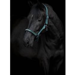 Horse Guard Sandra Grime Mørkeste Gran