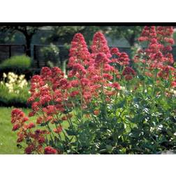 Centranthus Ruber 'Coccineus' Staude