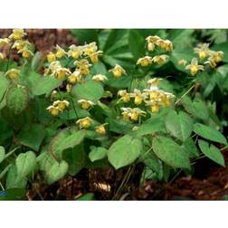 Epimedium Versicolor 'Sulphureum' Staude