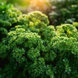 Bland Selv Frø Moss Curled 2 Persille Krydderurtefrø