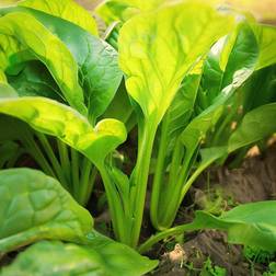 Bland Selv Frø Perpetual Spinach Evighedsspinat Grøntsagsfrø