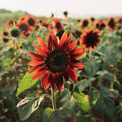Bland Selv Frø Velvet Queen Solsikkefrø Blomsterfrø