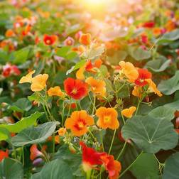 Bland Selv Frø Tropaeolum majus Tallerkensmækker Blomsterfrø