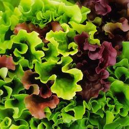 Bland Selv Frø Mesclun Salat Grøntsagsfrø