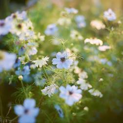 Bland Selv Frø Jomfru i det grønne Blomsterfrø
