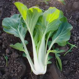 Bland Selv Frø Taisai Pak Choi Grøntsagsfrø
