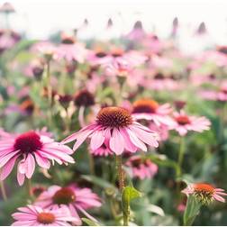 Bland Selv Frø Purple Coneflower Purpursolhat Blomsterfrø