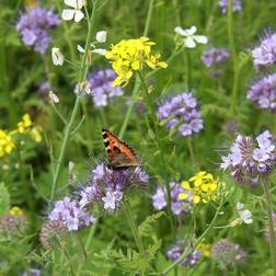 Bland Selv Frø Tübingen Blomsterblanding 2m² Blomsterfrø
