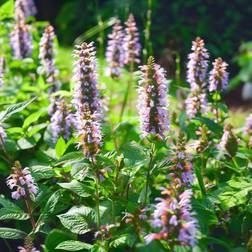 Bland Selv Frø Anise Hyssop Indianermynte Blomsterfrø