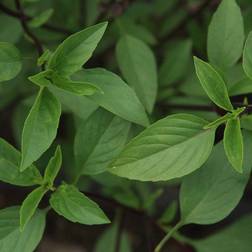 Bland Selv Frø Thai Basil Basilikum Krydderurtefrø