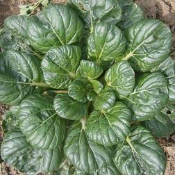 Bland Selv Frø Brassica Rapa Tatsoikål Grøntsagsfrø