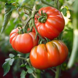 Bland Selv Frø Marmande Bøftomat Grøntsagsfrø