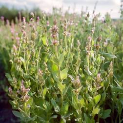 Bland Selv Frø Sage Salvie Blomsterfrø