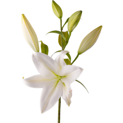 Interflora Lilja