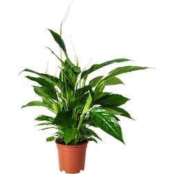 IKEA Spathiphyllum Krukväxt Fredskalla 17 cm