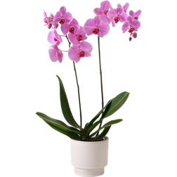 Interflora Rosa Orkidé i Kruka