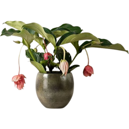Interflora Rosenskärm