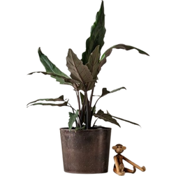 Interflora Papuasköld