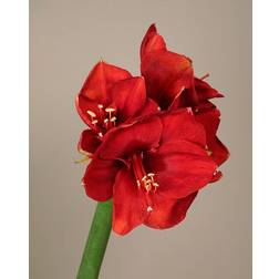 Interflora Röd amaryllis