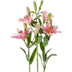 Interflora Lilja, rosa