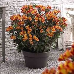Thompson & Morgan Alstroemeria Indian Summer 50mm Plug x 2