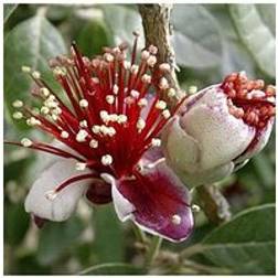 You Garden Pineapple Guava 3L Pot